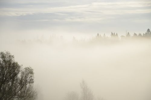 tree fog mist