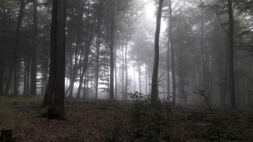 tree fog wood