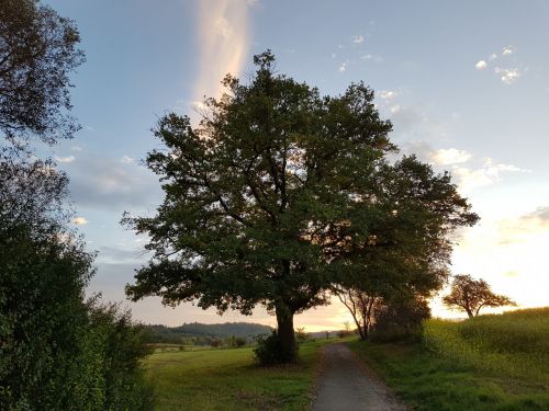 tree morgenstimmung autumn