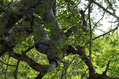 tree trunk bark