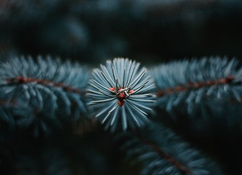 tree conifer needles