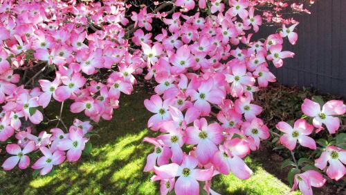 tree pink flowers
