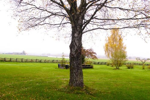 tree nature autumn