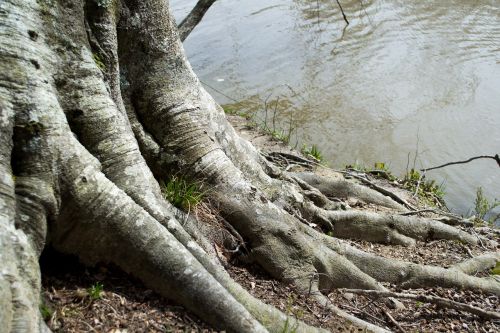tree water root