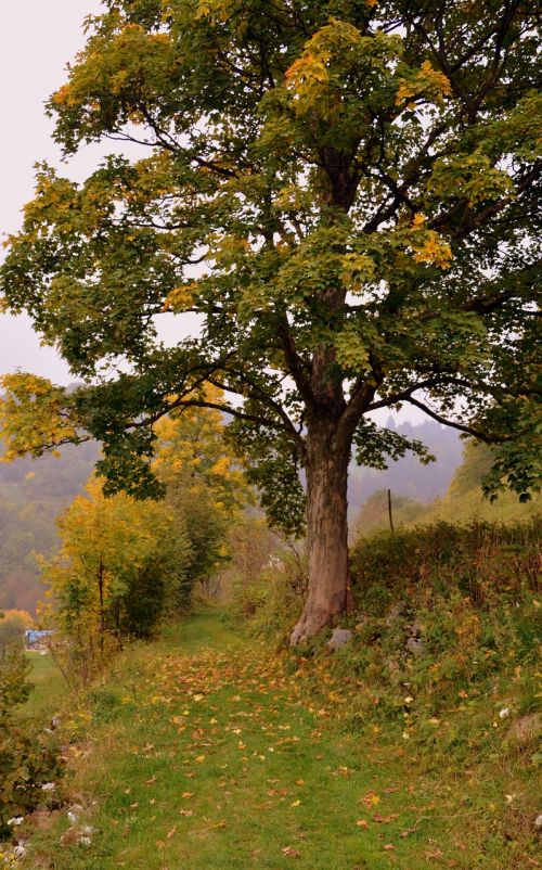 tree autumn trail