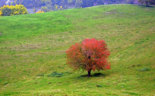 tree leaves autumn