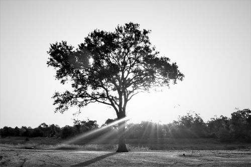 tree sun light landscape