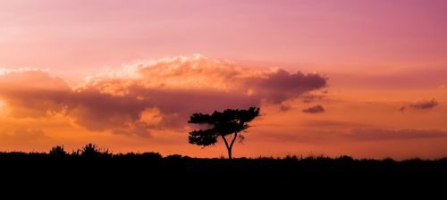 tree sunset landscape