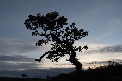 tree sky nature