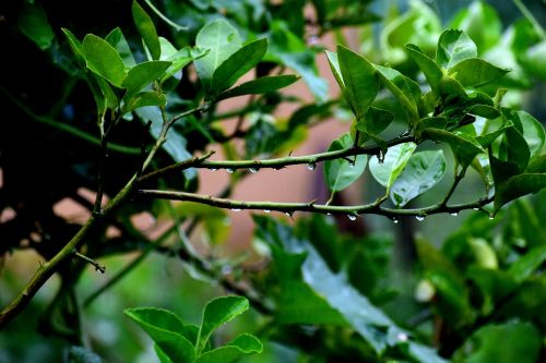 tree leaves green