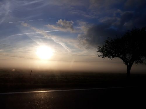 tree shadow fog