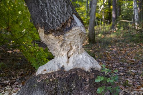 tree log bieber