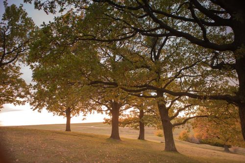 tree nature autumn