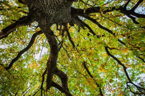 tree autumn oak