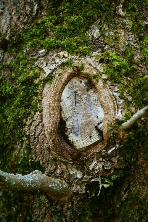tree old tree knothole