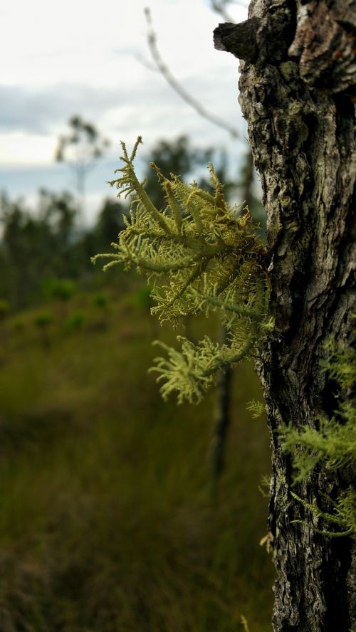 tree pine moss