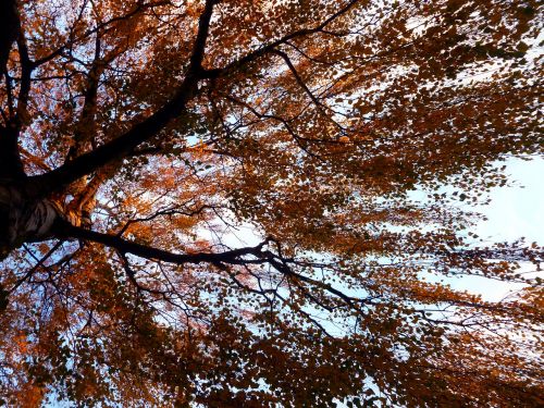 tree birch autumn
