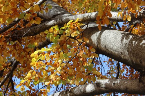 tree autumn leaves yellow leaves