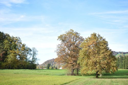 tree autumn golden autumn