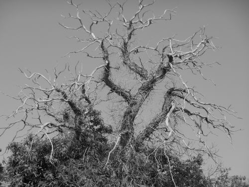 tree branches craggy