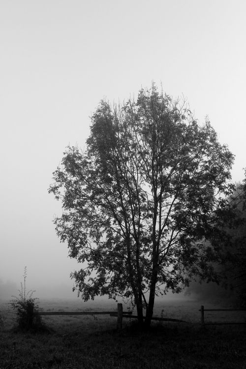 tree fog black white
