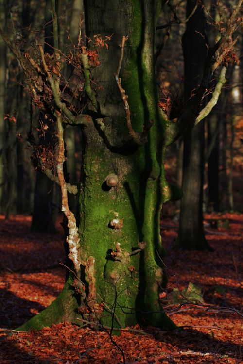 tree log bark