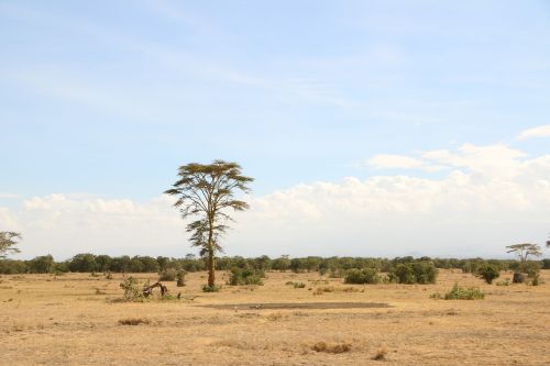 tree savanna nature