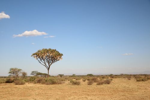 tree savanna nature