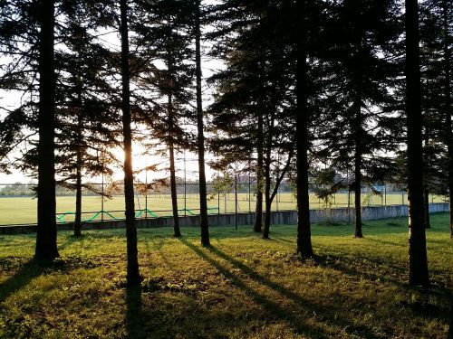 tree forest nature