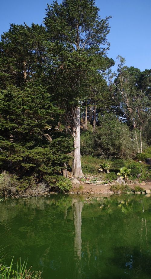 tree mirroring water