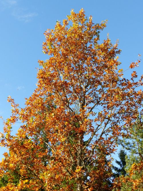 tree oak branches