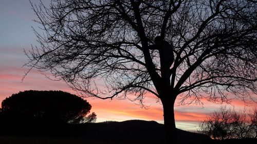 tree silhouette child