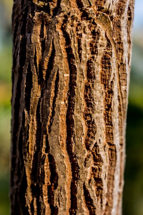 tree log bark