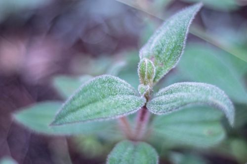 tree nature dew