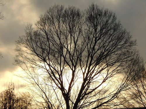 tree winter sunset