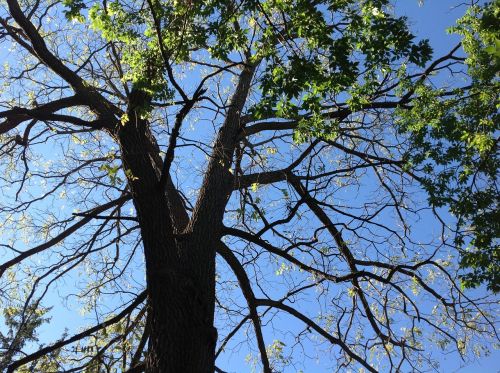 tree nature branches