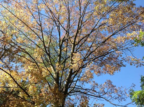 tree autumn season