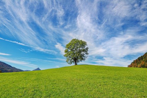 tree sky nature