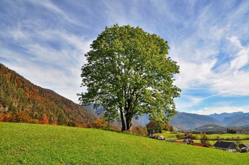 tree sky nature