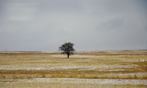 tree winter blue