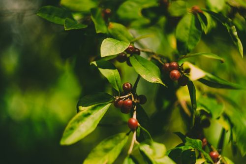 tree leaves berries