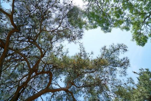 tree branches the leaves are