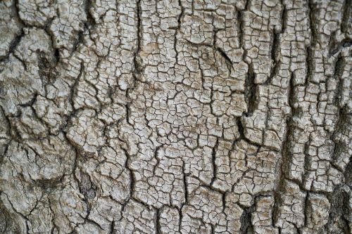 tree texture body