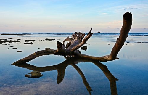 tree fallen beach