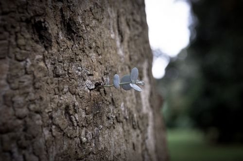 tree nature landscape