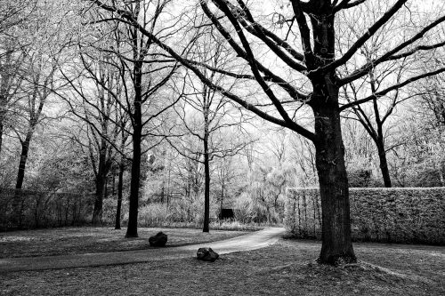 tree hedge path