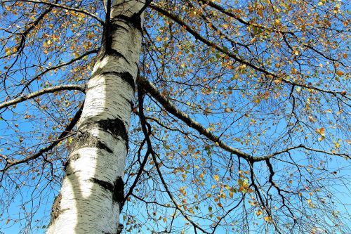 tree sky birch