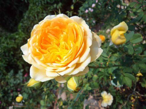 tree flowers rose