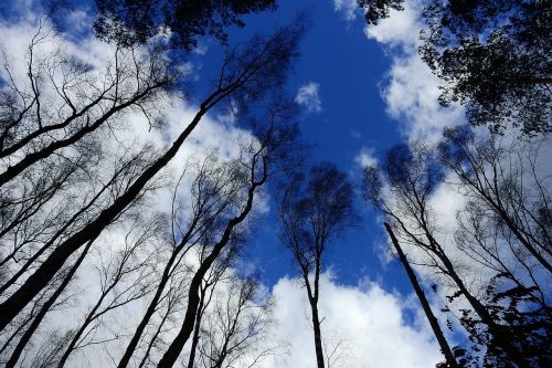 tree sky clouds