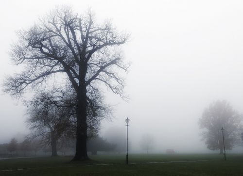 tree silhouette fog